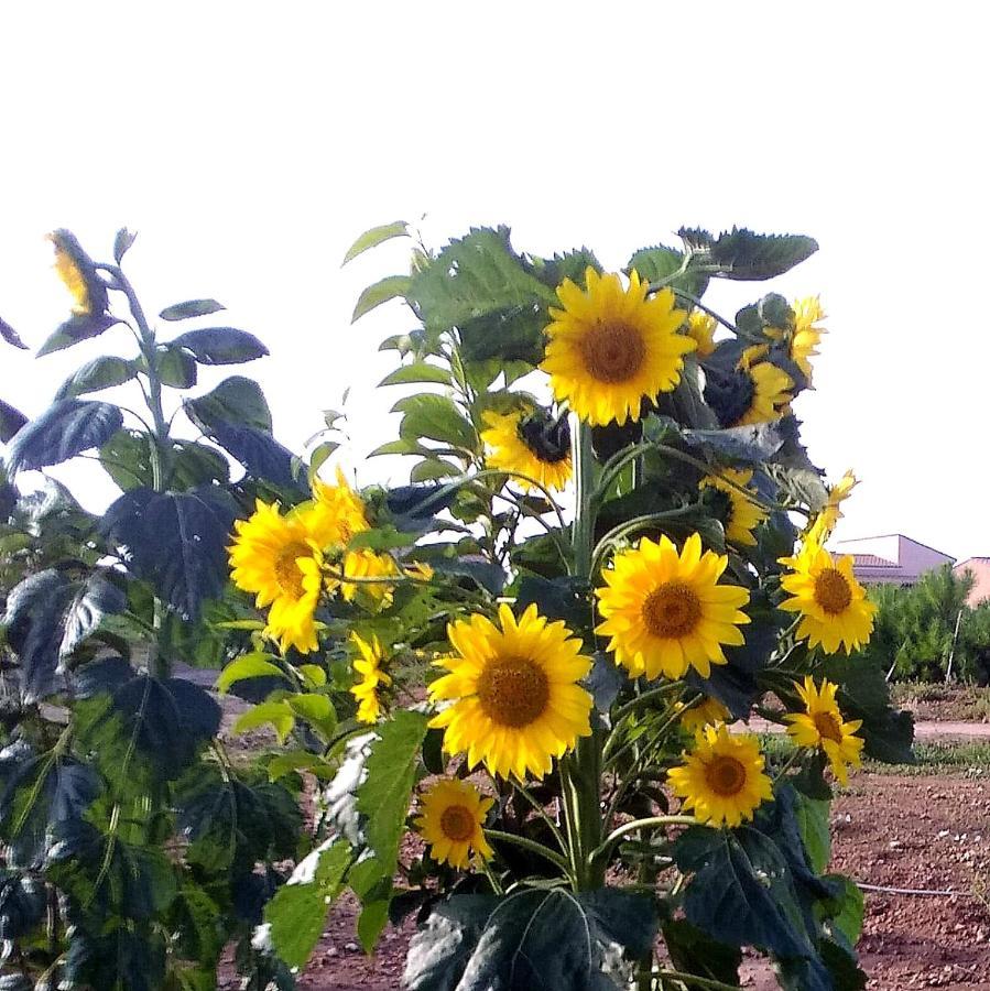 Agriturismo S'Incant'E Sinis San Salvatore  Buitenkant foto